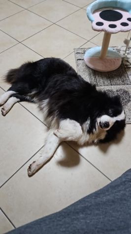 Border Collie 10anni ex fattrice BERGAMO - Foto 3