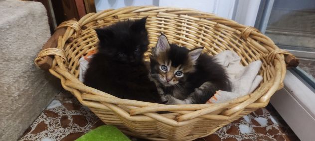 Maine coon - Foto 6