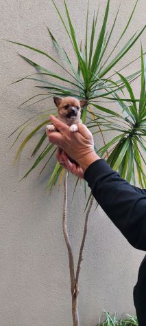 Cucciolo di chihuahua - Foto 3