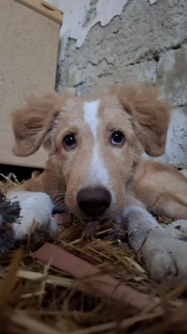 Tommy cucciolo - Foto 5