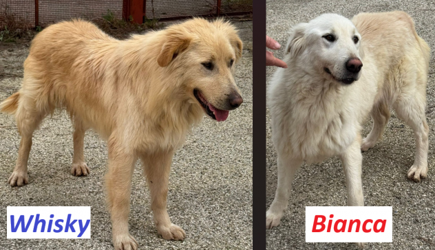 WHISKY e BIANCA, due cani bellissimi ma sfortunati