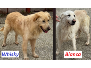 WHISKY e BIANCA, due cani bellissimi ma sfortunati