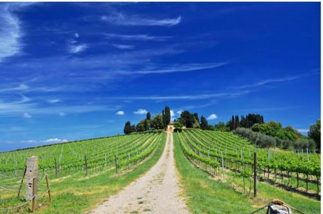 Terreno agricolo in vendita a Peccioli 2800 mq  Rif: 1037062