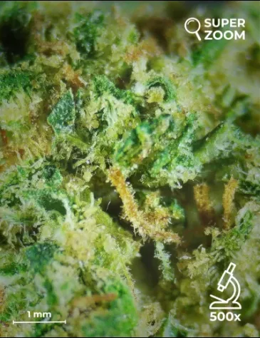Gelato 41 Indoor - Foto 4