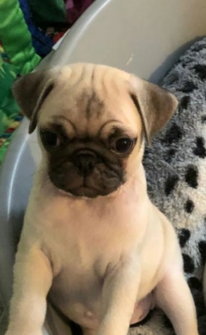Eccezionali cuccioli di carlino