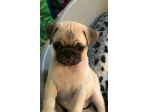 Eccezionali cuccioli di carlino