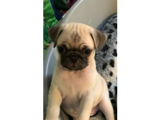 Eccezionali cuccioli di carlino