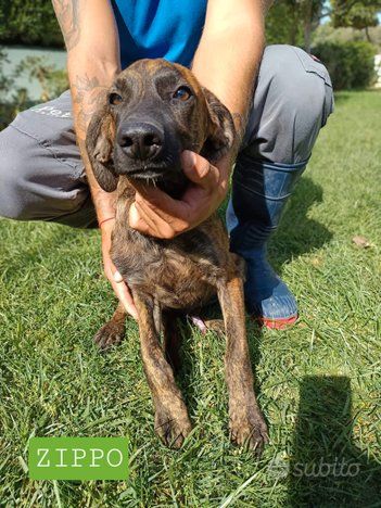 CUCCIOLI IN ADOZIONE - Foto 3