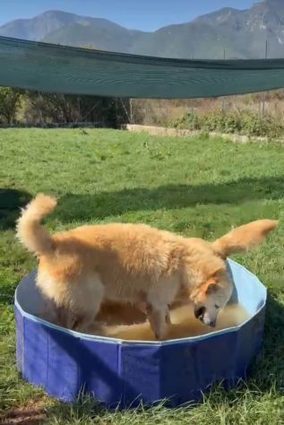 PUMBA DOLCISSIMO simil Golden retriever cane in adozione - Foto 2