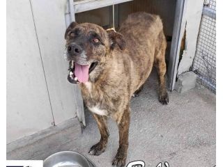 BALU' sui 6anni buono con tutti nonostante tutto!15kg