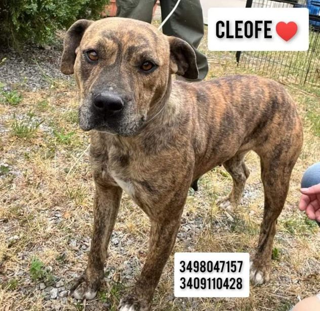 Cleofe dolcissima simil bull terrier tigrata - Foto 4