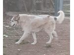 HUSKINA, incrocio collie, adozione del cuore