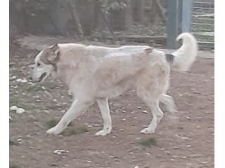 HUSKINA, incrocio collie, adozione del cuore
