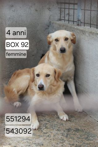 LILLY E BEA 4 ANNI taglia media - Foto 2