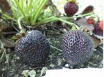Fragola nera
