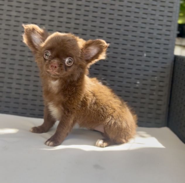 Cindy chihuahua pelo lungo cioccolata con pedigree - Foto 3