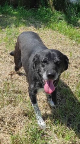 TIMIDO E PACATO CAGNOLINO IN ADOZIONE - Foto 3