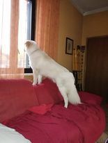 CANE IN ADOZIONE: LA STORIA DI LELLO - Foto 3