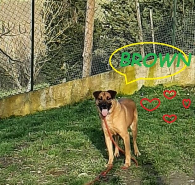 BROWN un bel timidino! - Foto 3