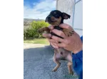 Bellissimo cucciolo di pinscher nano