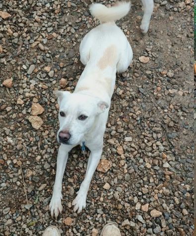 CALI' CAGNOLINO IN ADOZIONE - Foto 2