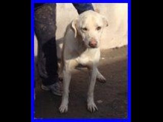NAPOLEONE, CAGNOLINO BUONISSIMO SOLO IN CANILE CERCA UNA FAMIGLIA