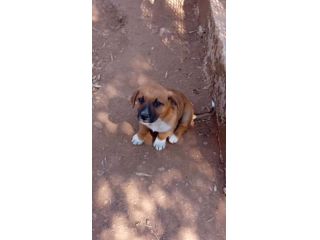 TURBO, 2 MESI E MEZZO (10/4/25), BUTTATO IN STRADA SENZA PIETÀ, CERCA CASA!