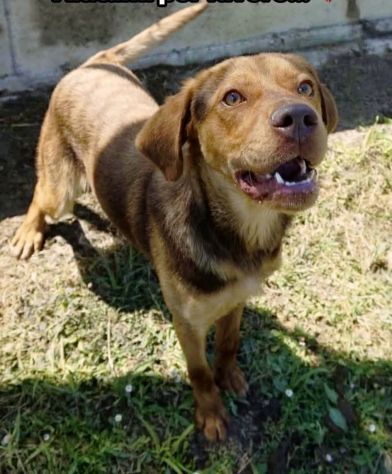 LENNON UNA DOLCEZZA DA SALVARE CANE IN ADOZIONE - Foto 10