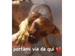 LISA 3 ANNI taglia media