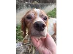 ZENO, dolce breton