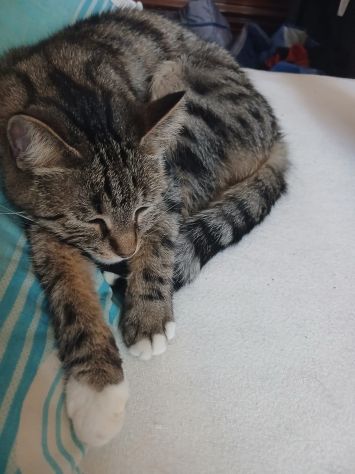 GATTI E GATTINI MERAVIGLIOSI