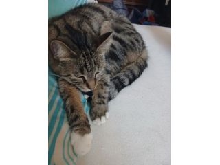 GATTI E GATTINI MERAVIGLIOSI