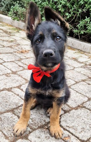 EVITIAMO IL CANILE A IGOR! - Foto 2