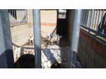 ONE, un cane per numeri uno!