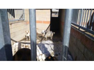 ONE, un cane per numeri uno!