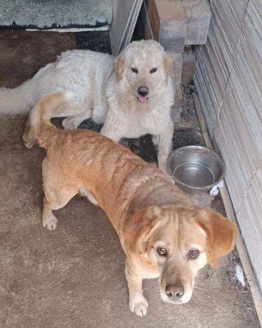 RED E MACNO INSEPARABILI ADOZIONE DI COPPIA