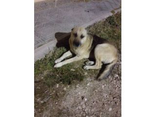 Cucciolone pastore tedesco dolcissimo