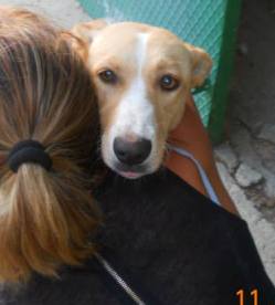 STELLA, cucciolotta dalla dolcezza immensa