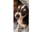 Cucciola di chihuhua