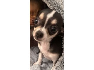 Cucciola di chihuhua
