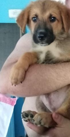 CUCCIOLI - Foto 3
