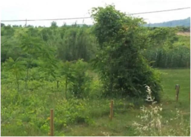 Immobile in asta di 1131 m² in vendita a Miglianico - Foto 5