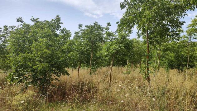 Agricolo in vendita a Noto - Foto 6