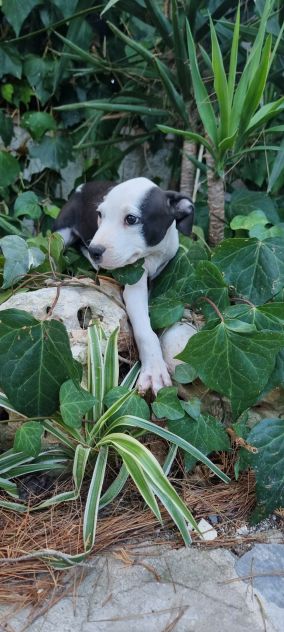 Cuccioli Allevamento Amstaff in Puglia Bari Lecce Taranto Brindisi Foggia - Foto 9