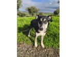 CASPER, 5 ANNI, TAGLIA MEDIA CONTENUTA (20KG),  SI MERTIA UNA CASA !!