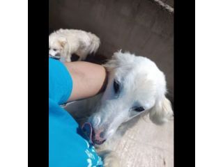 MELODY MIX GOLDEN RETRIVER  CUCCIOLONA IN ADOZIONE