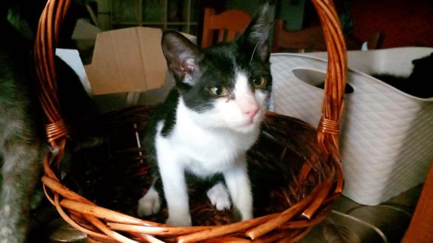 FELIX, adorabile micino in adozione - Foto 4