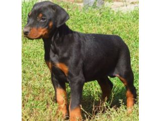 Dobermann cuccioli
