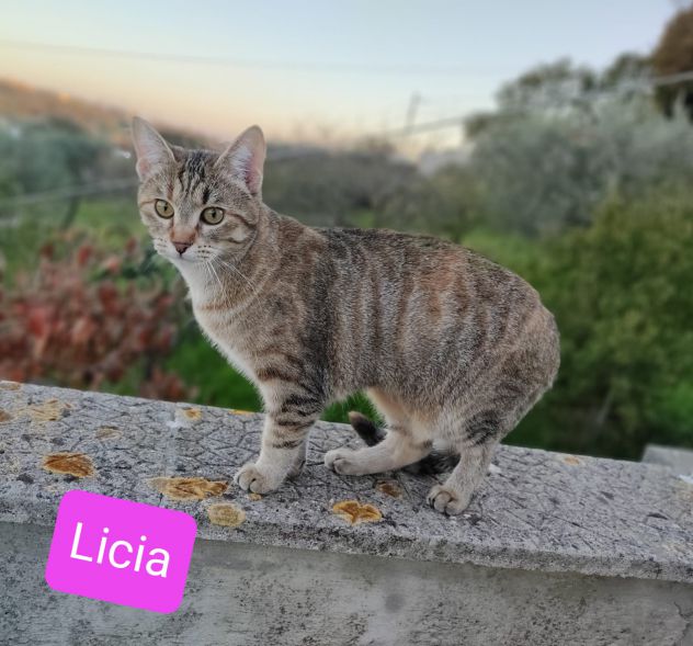 Licia bellissima tigrotta d 6 mesi - Foto 4