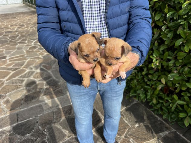 Cuccioli di Chihuahua X Pinscher - Foto 5